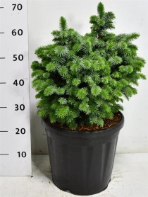 Picea sitchensis 'Tenas'