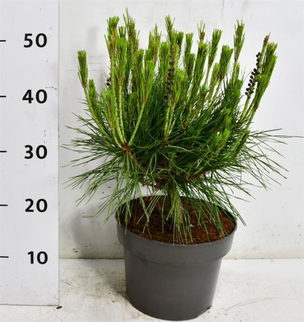 Pinus d. 'Alice Verkade'