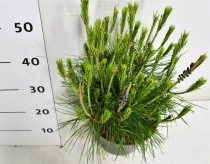 Pinus d. 'Alice Verkade'
