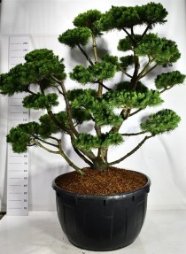 Pinus mugo 'Gnom'
