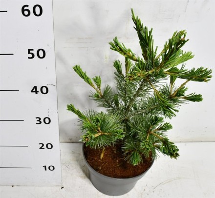 Pinus parv. 'Negishi'