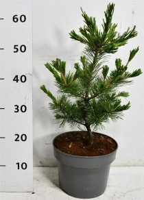 Pinus parv. 'Negishi'