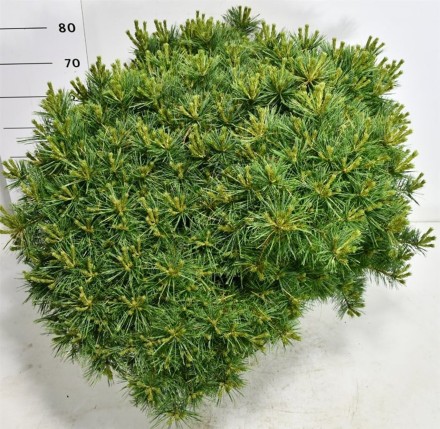 Pinus strobus 'Bergman's Mini'