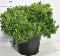Pinus strobus 'Bergman's Mini'