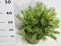 Pinus strobus 'Blue Shag'