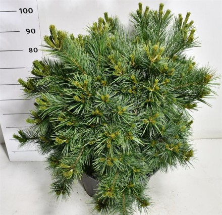 Pinus strobus 'Blue Shag'