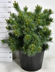 Pinus strobus 'Blue Shag'