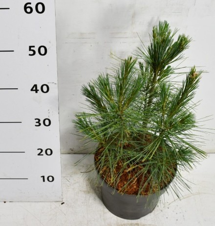 Pinus strobus 'Fastigiata'