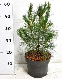 Pinus strobus 'Fastigiata'