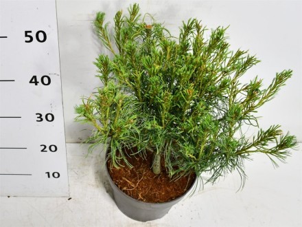 Pinus strobus 'Green Twist'