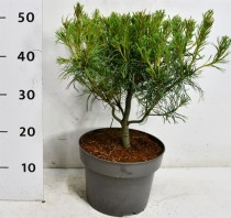 Pinus strobus 'Green Twist'