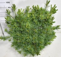 Pinus strobus 'Secrest'
