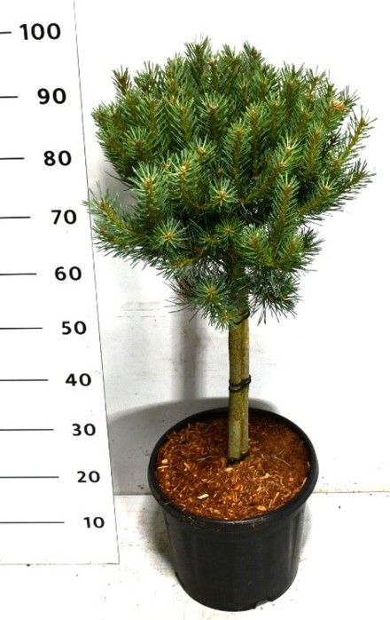 Pinus sylvestris 'Watereri'