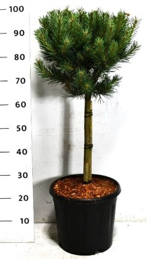 Pinus sylvestris 'Watereri'