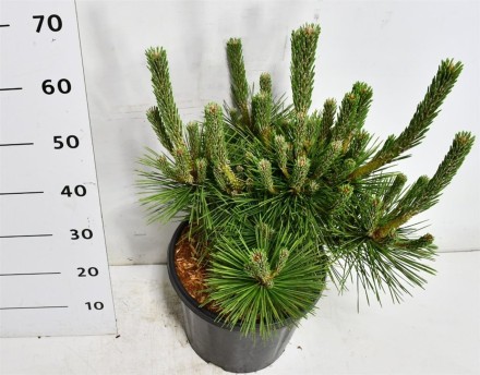Pinus thunbergii 'Sayonara'