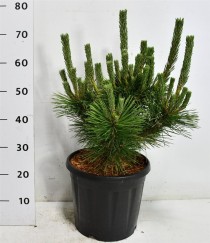 Pinus thunbergii 'Sayonara'