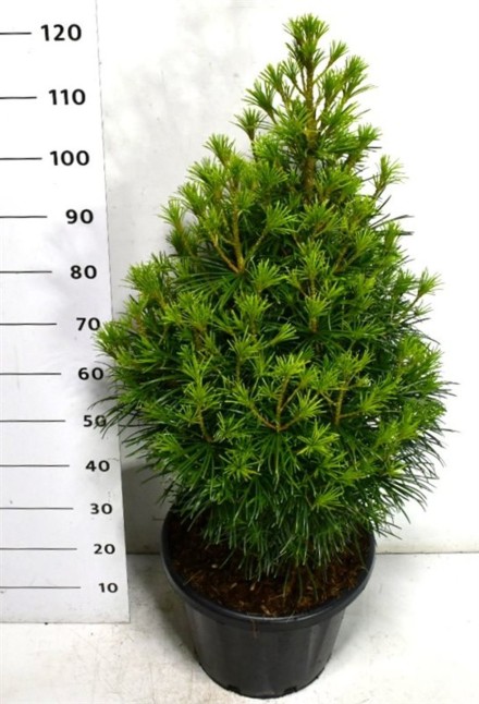 Sciadopitys verticillata