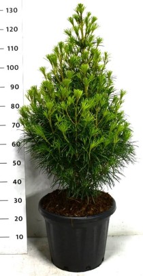 Sciadopitys verticillata