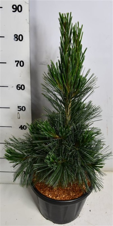 Pinus flex. 'Vanderwolf's Pyramid'