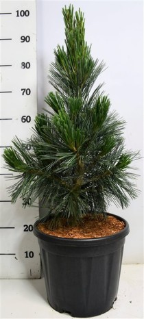 Pinus flex. 'Vanderwolf's Pyramid'