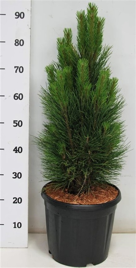 Pinus nigra 'Green Tower'