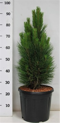 Pinus nigra 'Green Tower'