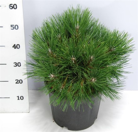 Pinus nigra 'Spielberg'