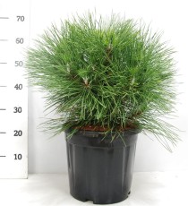 Pinus nigra 'Spielberg'