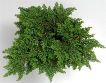 Tsuga can. 'Popeleski'