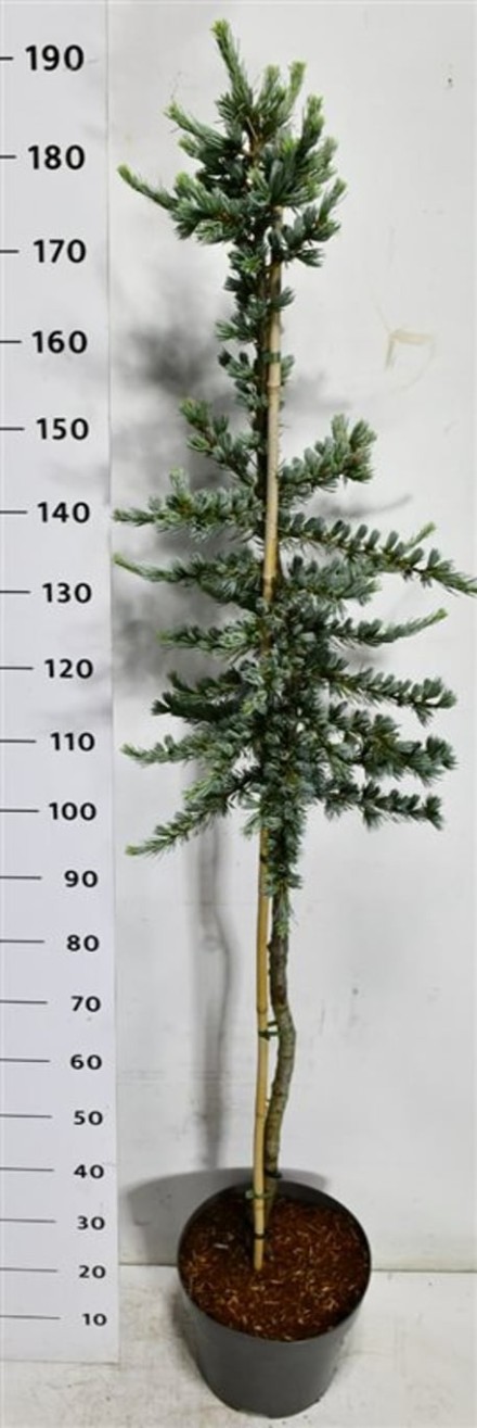 Cedrus l. 'Glauca'