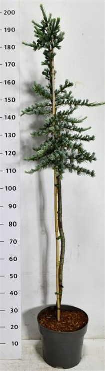 Cedrus l. 'Glauca'