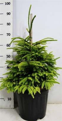 Picea orientalis 'Aureospicata'