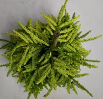 Picea orientalis 'Aureospicata'