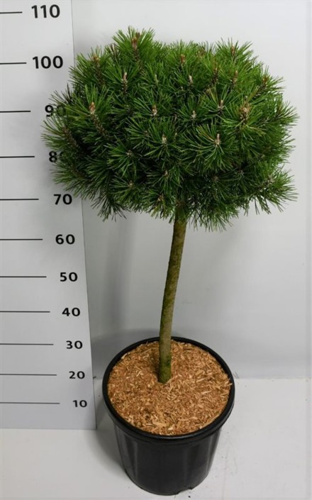 Pinus mugo 'Mops'