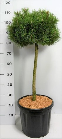 Pinus mugo 'Mops'