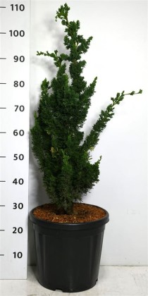 Chamaecyparis l. 'Wissel's Saguaro'