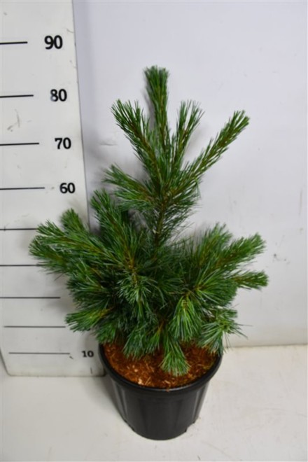 Pinus monticola 'Ammerland'