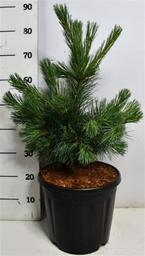 Pinus monticola 'Ammerland'
