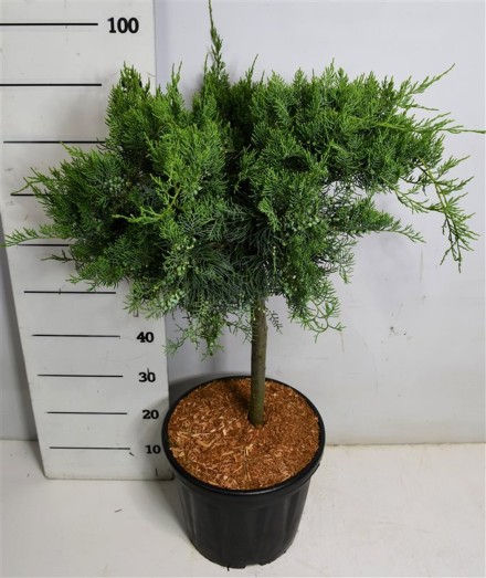 Juniperus virg. 'Grey Owl'