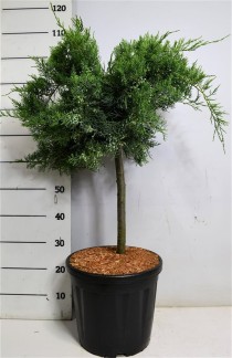 Juniperus virg. 'Grey Owl'