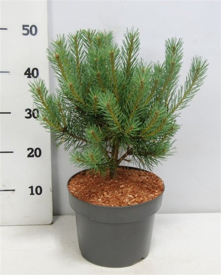 Pinus sylvestris 'Watereri'