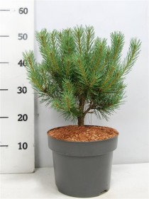 Pinus sylvestris 'Watereri'