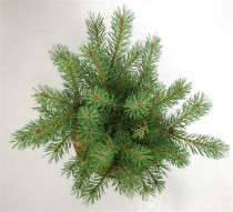 Pinus sylvestris 'Watereri'