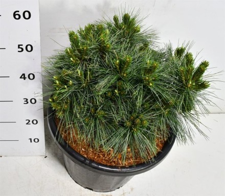 Pinus strobus 'Reinshaus'