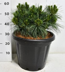 Pinus strobus 'Reinshaus'