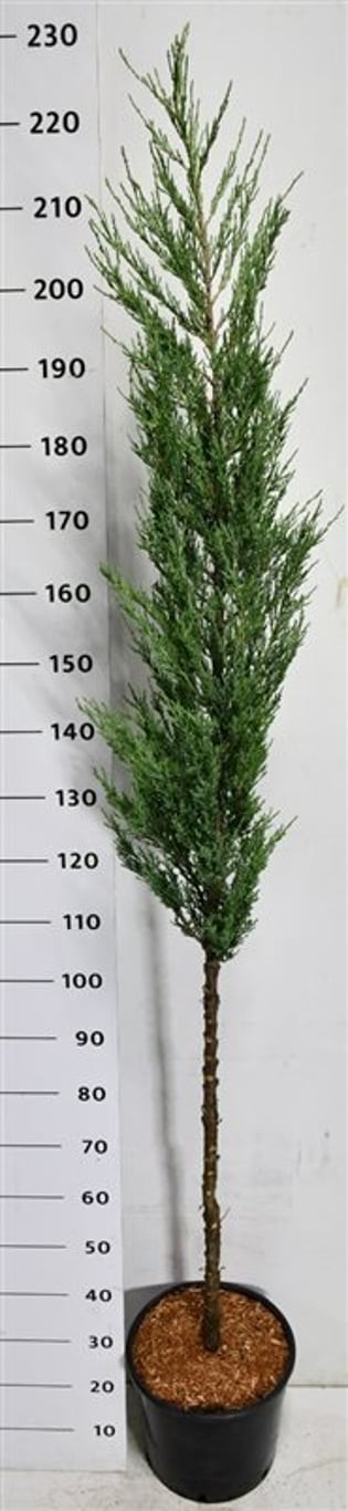 Juniperus s. 'Blue Arrow'