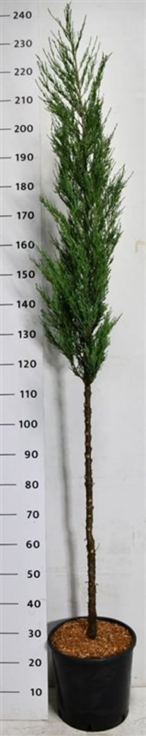 Juniperus s. 'Blue Arrow'