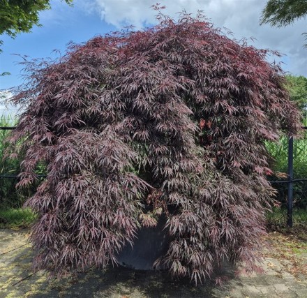 Acer pal. 'Inaba-shidare'