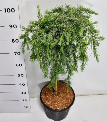 Cedrus deod. 'Feelin' Blue'