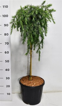 Cedrus deod. 'Feelin' Blue'